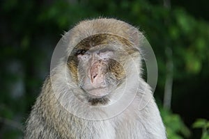 Portrait of a magot monkey