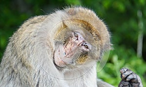 Portrait of a magot monkey