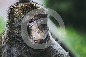 Portrait of a magot monkey or Barbary macaque