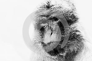 Portrait of a magot monkey or Barbary macaque