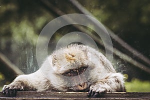 Portrait of a magot monkey or Barbary macaque