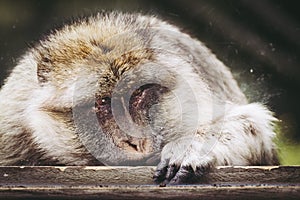 Portrait of a magot monkey or Barbary macaque