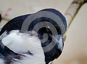 Portrait of the magpie