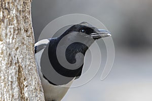 Portrait of a Magpie Pica pica perched on a branch on a uniform blurred background.