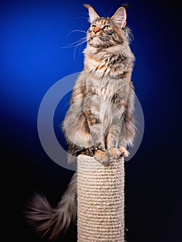 Portrait of Maine Coon cat