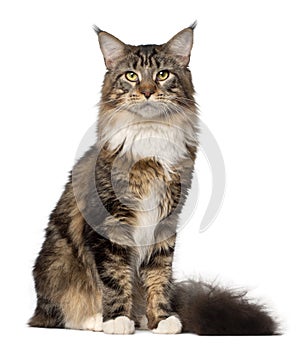 Portrait of Maine Coon cat photo