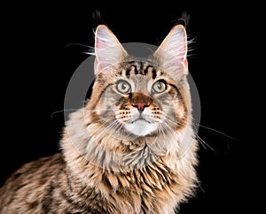 Portrait of Maine Coon cat