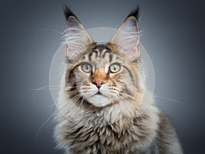 Portrait of Maine Coon cat