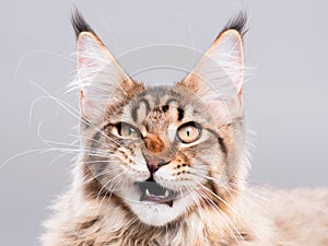 Portrait of Maine Coon cat