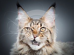 Portrait of Maine Coon cat photo