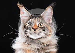 Portrait of Maine Coon cat