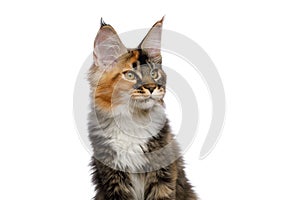 Portrait of Maine Coon Cat Isolated on White Background