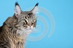 Portrait of Maine coon cat laying on blue background. Big and fluffy domestic pet with green eyes and expressive look attentively