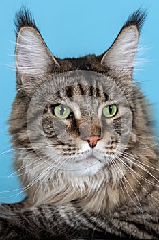 Portrait of Maine coon cat laying on blue background. Big and fluffy domestic pet with green eyes and expressive look attentively