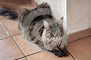 Portrait of Maine coon cat laying on ceramic floor. Big and fluffy domestic pet with green eyes and expressive look right to the c