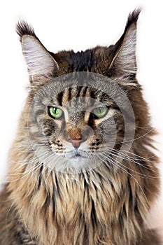 Portrait of Maine coon cat laying on white background. Big and fluffy domestic pet with green eyes and expressive look right to th