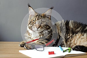 Portrait of Maine Coon cat lies on a wooden table near an open notebook with a pencil, sharpener, compasses and looks in glasses,