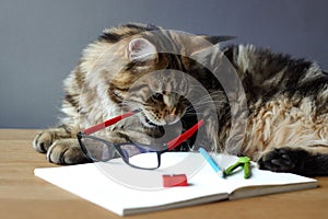 Portrait of Maine Coon cat lies on a wooden table near an open notebook with a pencil, sharpener, pair of compasses and holds