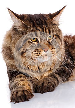 Portrait Maine Coon cat With long brown wavy hair