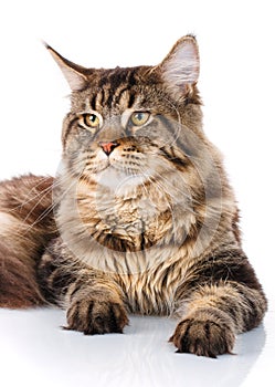 Portrait Maine Coon cat With long brown wavy hair