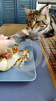 Portrait of maine coon cat sniffing food on fork in male hand, cat and food, selective focus