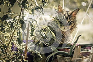 Portrait maine coon cat on a windowsill with decorative flowers