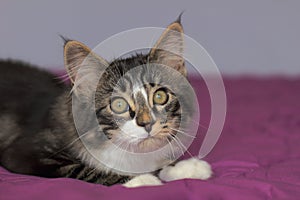 Portrait of a maine coon colored gray tabby with white collar