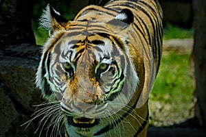 A portrait of a majestic bengal tiger staring into the camera