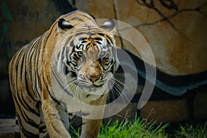 A portrait of a majestic bengal tiger staring into the camera