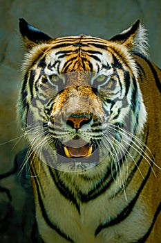 A portrait of a majestic bengal tiger staring into the camera