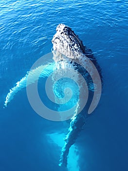 Portrait of a majestic humpback whale