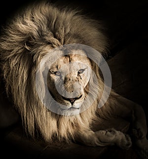 Portrait of Majestic Lion