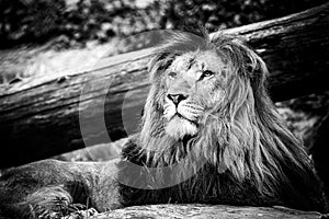 Portrait of a majestic lion king