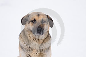 Portrait of majestic mixed breed stray dog