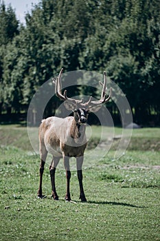 Portrait of a majestic powerful adult deer in the summer in the meadow