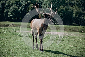 Portrait of a majestic powerful adult deer in the summer in the meadow