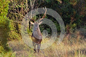 Portrait of majestic powerful adult red deer stag in Autumn Fall forest