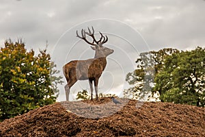 Portrait of majestic red deer stag in Autumn Fall