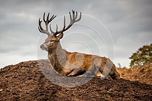 Portrait of majestic red deer stag in Autumn Fall