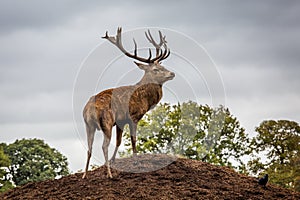 Portrait of majestic red deer stag in Autumn Fall