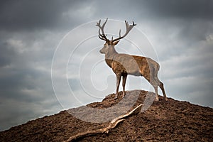 Portrait of majestic red deer stag in Autumn Fall