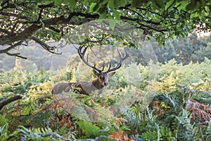 Portrait of majestic red deer stag in Autumn Fall