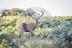 Portrait of majestic red deer stag in Autumn Fall