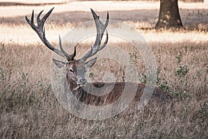 Portrait of majestic red deer stag in Autumn Fall.