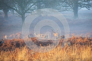 Portrait of majestic red deer stag in Autumn Fall.