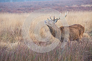 Portrait of majestic red deer stag in Autumn Fall.
