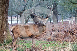 Portrait of majestic red deer stag in Autumn Fall.