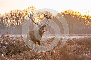 Portrait of majestic red deer stag in Autumn Fall.