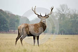 Portrait of majestic red deer stag in Autumn Fall photo