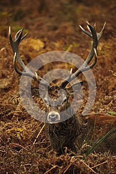 Portrait of majestic red deer stag in Autumn Fall